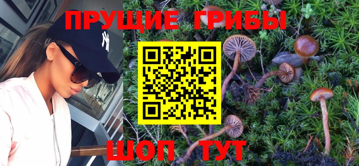 Псилоцибиновые грибы Psilocybine cubensis  где купить наркоту  Александров  Вход с VPN  Галлюциногенные грибы GOLDEN TEACHER 
